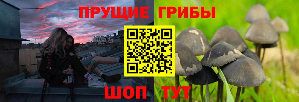 Псилоцибиновые грибы Cubensis  Вход с VPN  Кудрово 